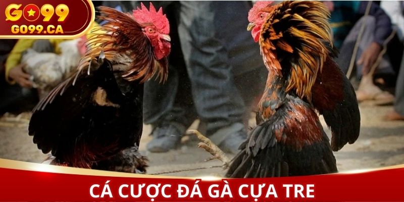 Cá cược đá gà tre