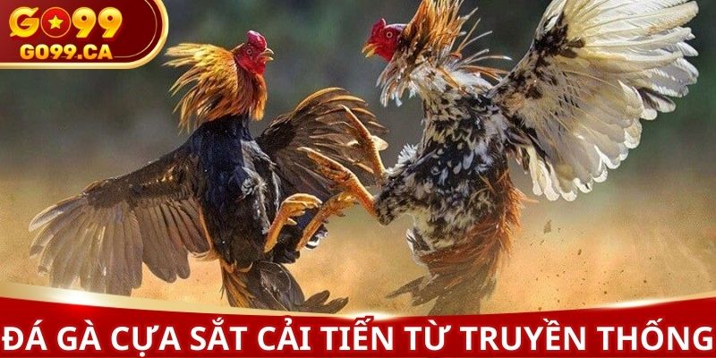 Đá gà cựa sắt cải tiến từ thể loại truyền thống